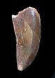 Large, Raptor Tooth - Morocco #38363-1